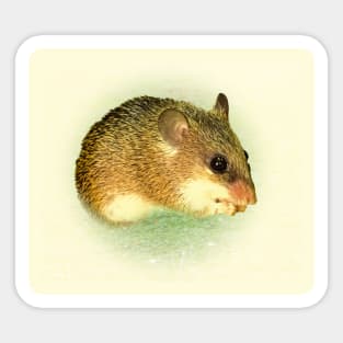 Cairo spiny mouse Sticker